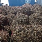 پیاز زعفران قائنات