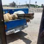 گوسفند زنده