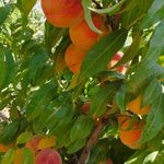 نهال فروشی