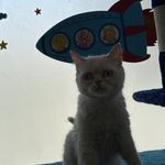 پانسیون تخصصی گربه لونا در بام لند چیتگر