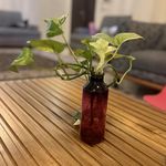 ام . دی .اف فرجی