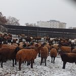 نانوفناوران گیتی دام