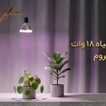 لاین نوری هاکان شید