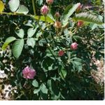 مرکز مشاوره و روان درمانی (افسانه مشهدی)
