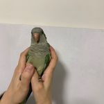 کلینیک دامپزشکی روما