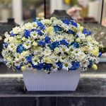 استودیو گل حسین