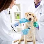 کلینیک دامپزشکی آرامیس