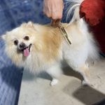 کلینیک دامپزشکی فرهنگ