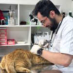 دامپزشک ویزیت حیوانات خانگی در منزل