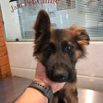 کلینیک دامپزشکی و پت شاپ جم