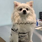 کلینیک دامپزشکی دیلی پت
