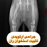 کلینیک دامپزشکی آراز دکتر شایان خلیلی