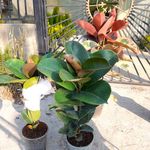 گلخانه ایلیا