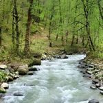 ویلا جنگلی عالی یزدانپور