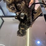 کیلینیک دامپزشکی و آرایشگاه حیوانات کارو