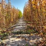 تولید درختان ثمیری و ارگانیک افزری