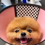 بیمارستان دامپزشکی شبانه روزی درنیکا