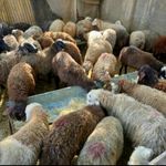 گوسفند زنده دام مدرن