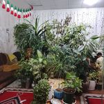 تاکسی تلفنی سخاوت
