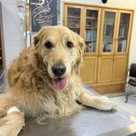 درمانگاه دامپزشکی های پت