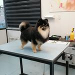 آرایشگاه حیوانات خانگی ادریس پت گرومینگ