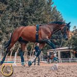 باشگاه سوارکاری اسب ایران