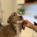 بیمارستان دامپزشکی آلپت