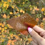 محصولات ارگانیک و محلی آویشه