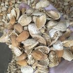 بادام عليزاده