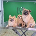 هتل پانسیون خانه دوم(پانسیون حیوانات)