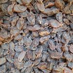 کشمش و مویز ابگیری