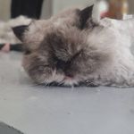 کلینیک تخصصی پرندگان فارپت