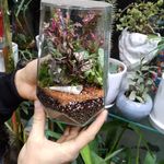 گل فروشی محمد ( پردیس )