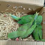 دنیای پرندگان پاروت