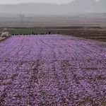 فروشگاه زعفران قاینات شاهین(آنلاین)