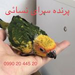 پرنده سرای نسائی