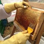 عسل بيتا الطبيعي – Vita Honey   نقاء من