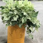 گل وگلدان گیلانه