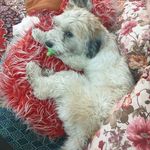 پانسیون حیوانات خانگی شادی