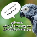 کلینیک پرندگان