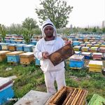 عسل کوهستان میشو
