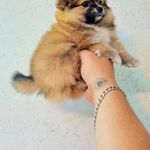 فروشگاه سگهای آپارتمانی و سگ جیبی