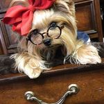 پت شاپ پارسیان