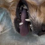 کیلینیک دامپزشکی و آرایشگاه حیوانات کارو