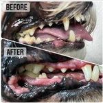 کلینیک دامپزشکی تخصصی نیک پلاس