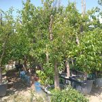 نهال درخت گل و گیاه فروشی