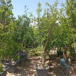 نهال درخت گل و گیاه فروشی