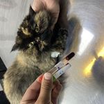 کلینیک دامپزشکی تخصصی نیک پلاس