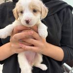 درمانگاه دامپزشکی های پت