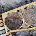 عسل دارویی کردستان صددرصد طبیعی در تهران
